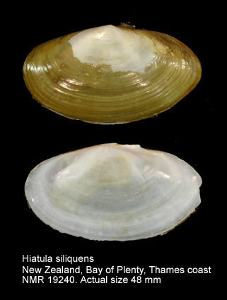 Hiatula siliquens (2).jpg - Hiatula siliquens(Willan,1993)